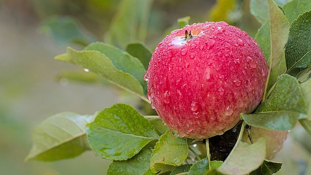 Una mela rossa con la rugiada del mattino.